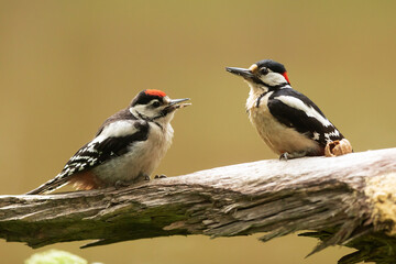 femaleGreat spotted woodpecker Dendrocopos major females young male on old a trunk