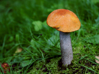 Orange-cap boletus growing on a mossy glade. Mushroom picking. Edible.