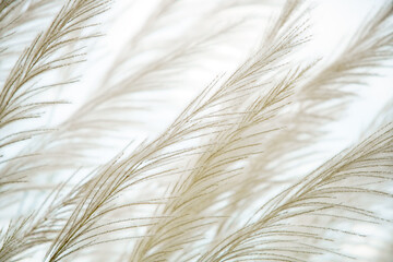 wind blowing beautiful white tall reeds flower