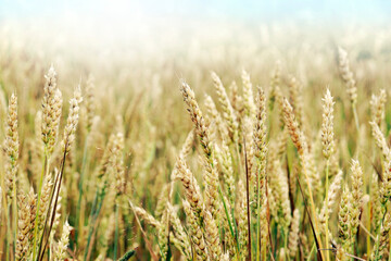 Wheat field. Ears of Golden wheat. Rural Sunny landscapes. Conditions for maturation of wheat ears. Rich harvest. Agricultural industry.