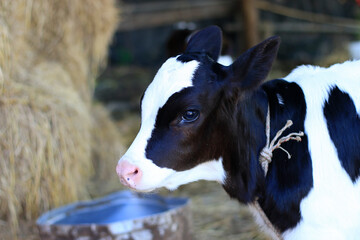  Very cute Holstein calf standing at the camera.