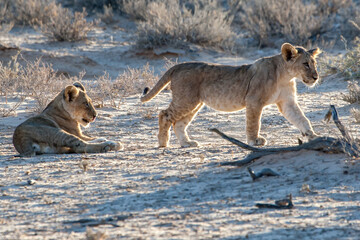Lion Cubs