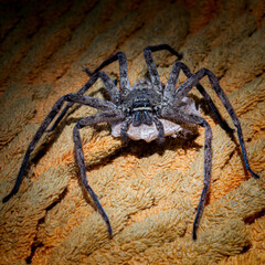 Photos of spider on orange carpet.