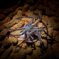 Photos of spider on orange carpet.