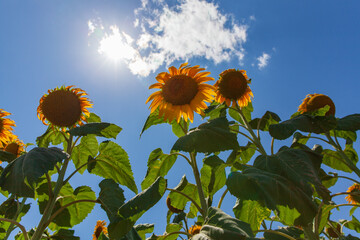 Sunflower natural background. Sunflower seeds. Sunflower field, growing sunflower oil beautiful...