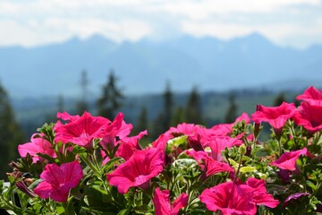 Fototapeta premium Pink Petunia flowers with blurred mountains view. Tatra Mountains, Poland.