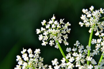 White flower closeup. Angelica (Angelica archangelica or Angelica sylvestris) from genus of about 60 species of tall biennial and perennial herbs in the family Apiaceae