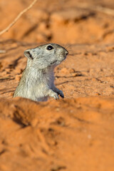 Brants Whistling Rat