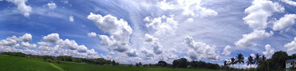 green grass and blue sky