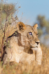 Lioness with Blind eye