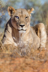 Lioness with Blind eye