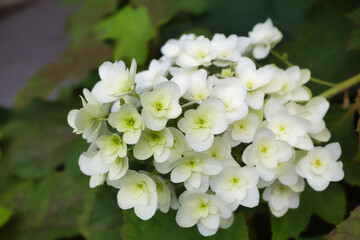 紫陽花の咲く千葉「本土寺」の景色