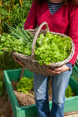 Au potager - femme tenant un panier avec sa récolte de légumes de printemps - salade, poireaux perpétuels, céleri, oignons blanc