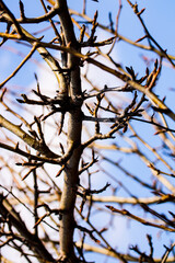 Spring awakening artistic photo of pear tree branches with leaf ovules and bunches forming a spiky compisition.
