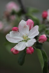 Apple blossom in spring with white pink flowers, beautiful spring time, spring Apple blossom