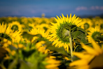 Champs de tournesols
