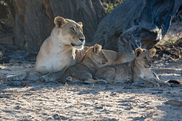 Lioness with Cubs