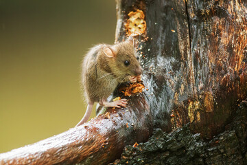 yellow-necked mouse (Apodemus flavicollis)