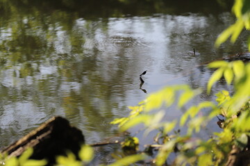 a dragonfly flies over the river and sits on a branch