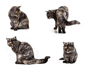 set of gray cat with yellow eyes on a white background