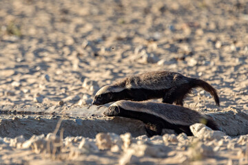 Honey_Badgers
