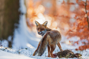 red fox (Vulpes vulpes) turns backwards and stands over a dead hare in a forest with snow