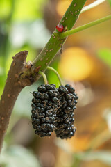 Fresh mulberry, black ripe mulberries on the branch of tree.