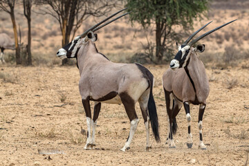 Oryx
