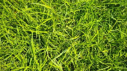 Green grass texture background