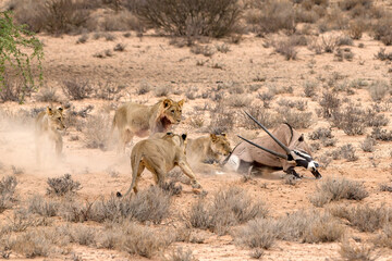 Lions hunting Oryx © Braam
