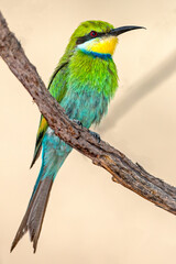 Swallow-tailed Bee-eater