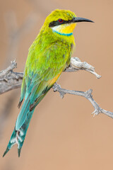 Swallow-tailed Bee-eater