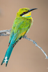 Swallow-tailed Bee-eater