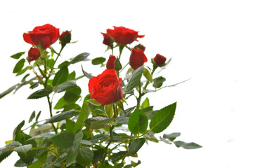 Obraz premium Red roses on a white background