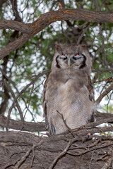 Verreaux's  Eagle-owl