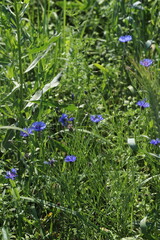 Fototapeta premium chicory flowers in a field of rye, nature, flowers, aromas - natural aromatherapy and psychotherapy