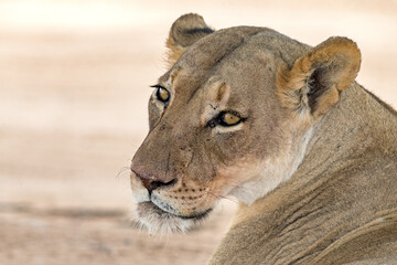 Lioness Portrait