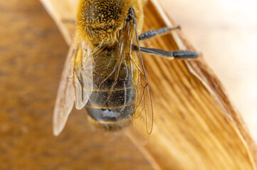 bee