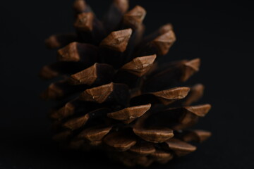 Pinecones on black background.