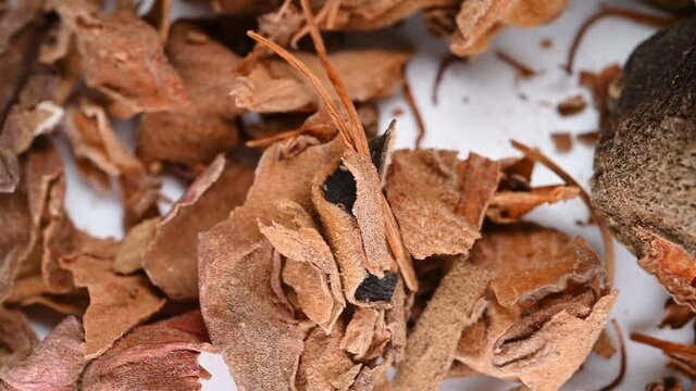 side view herb medicine MuMianHua or Commen Bomhax Flower or Gossampini Flos rotate
