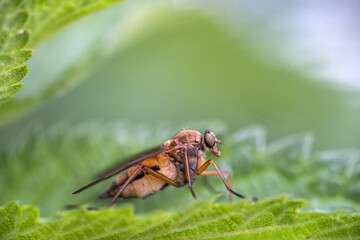 Jeune mouche posée sur une feuille.