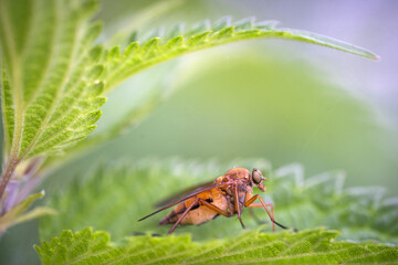 Jeune mouche posée sur une feuille.