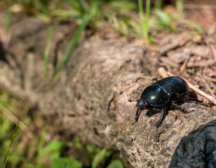 Mountain pine beetle in the Bucegi mountains, Romania.