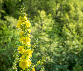 Agrimonia eupatoria yellow flower with small bokeh lights as background.