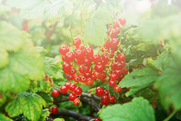 Branch red currant in the morning sun. Delicious berries in the garden. Agriculture and food concept. Selective soft focus.