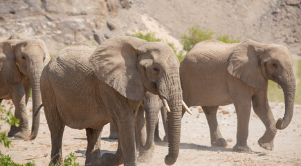 Fototapeta premium Elefanten im Etosha National Park Namibia Südafrika