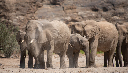 Elefanten im Etosha National Park Namibia Südafrika
