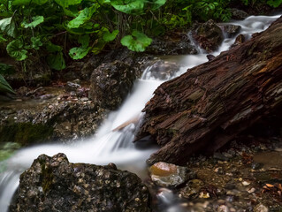 Stream flowing smoothly between rocks and big green leaves in the forest.