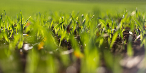 Ripening winter cereals, winter grains field lined in September on a beautiful, sunny autumn day. Close-up shot.