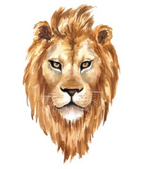 Hand drawn watercolor lion isolated on white background. Wild life illustration.
